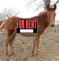 File:1188914227 Mule.jpg