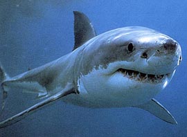 File:Theshark.jpg
