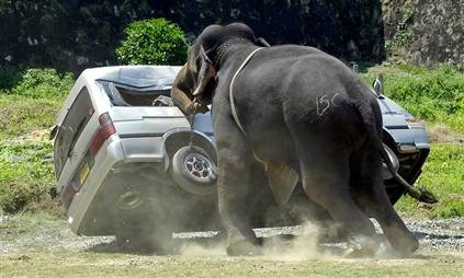 File:ElephantPoloMinibus.jpg