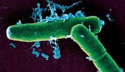 Anthrax-bacteria