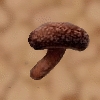 Getrockneter Soragepilz.jpg