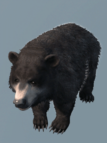 File:DB Bear.png