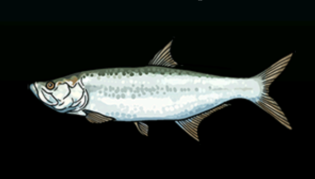 File:TarponACP.png