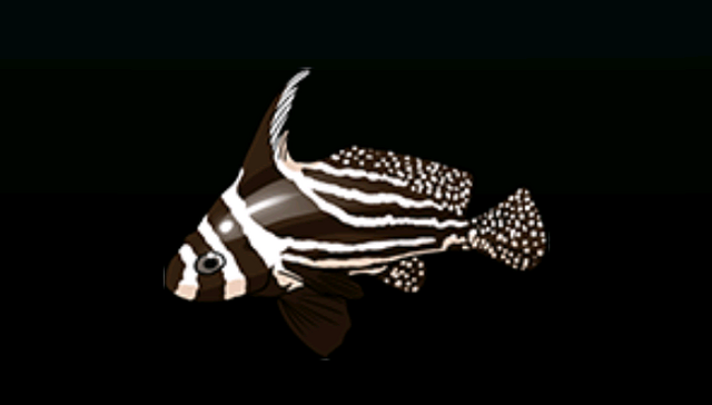 File:SpottedDrumACP.png