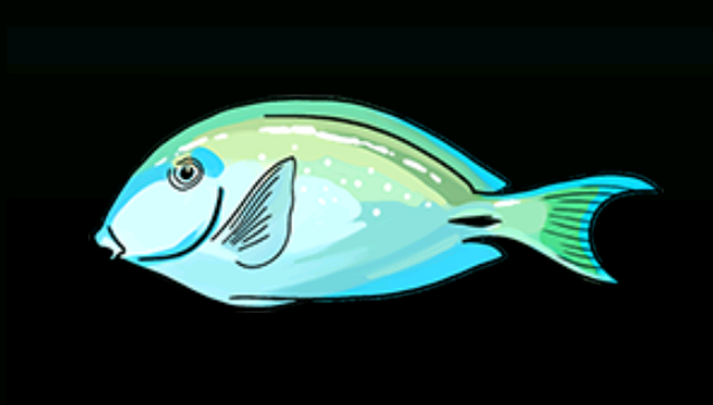 File:OceanSurgeonfishACP.png