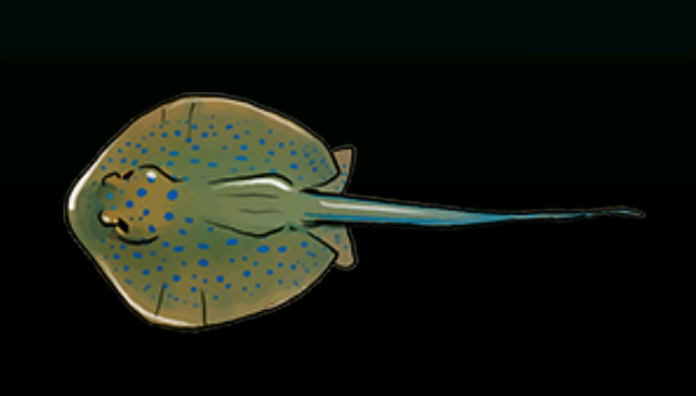 File:YellowStingrayACP.png