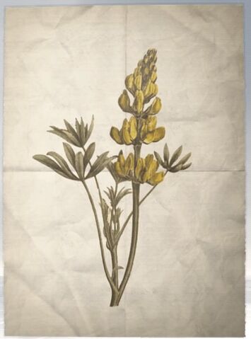 File:ACS DB Yellow Lupine.jpg