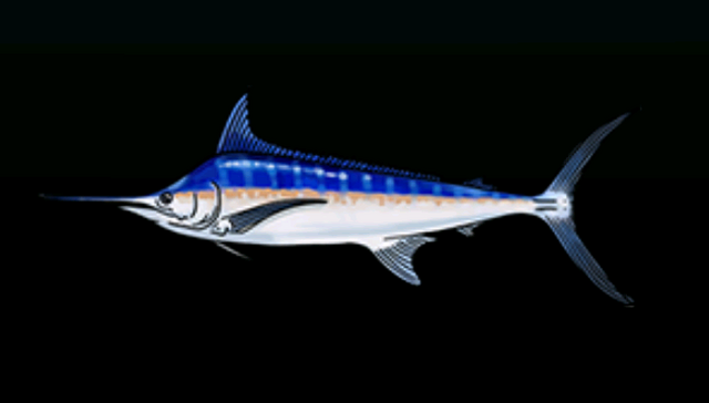 File:BlueMarlinACP.png