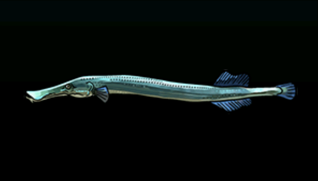 File:TrumpetfishACP.png