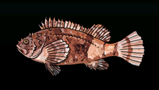 File:SpottedScorpionFishACP.png