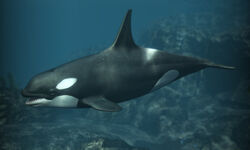 AC4 Killer Whale