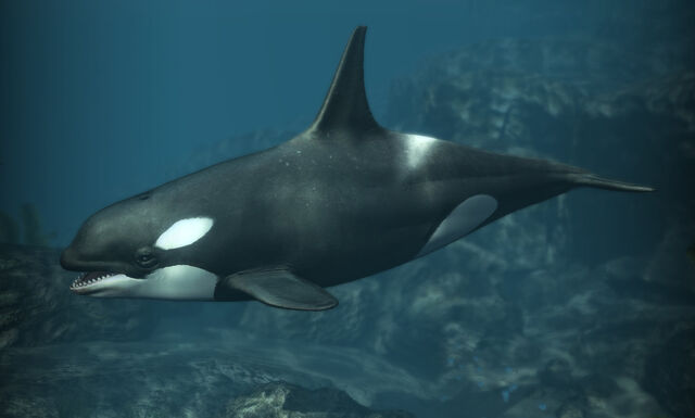 File:AC4 Killer Whale.jpg