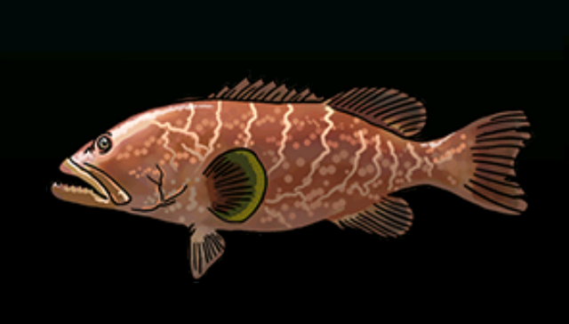 File:TigerGrouperACP.png