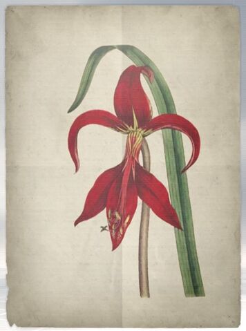 File:ACS DB Amaryllis.jpg