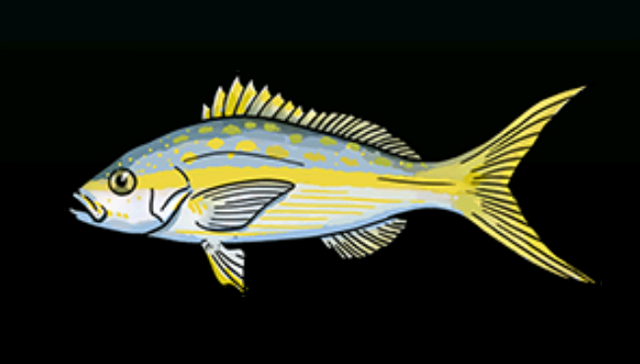 File:YellowtailSnapperACP.png