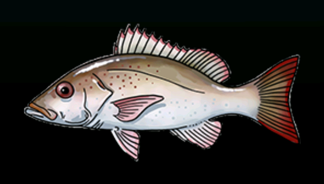 File:MahoganySnapperACP.png