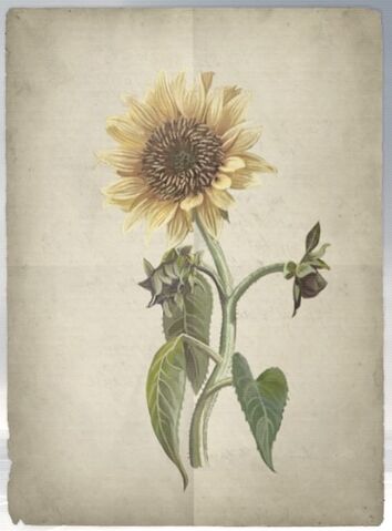 File:ACS DB Sunflower.jpg
