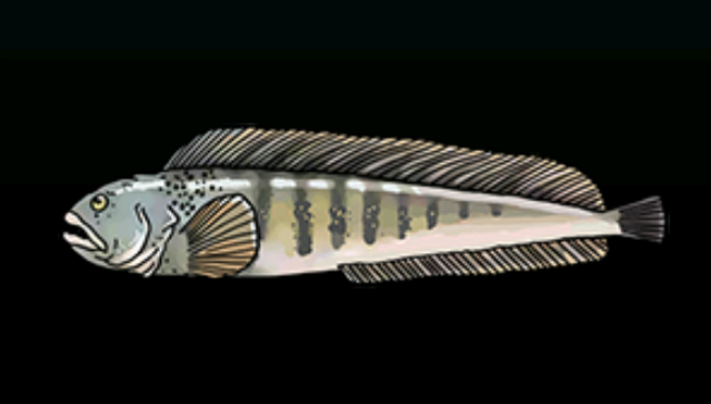 File:AtlanticWolfishACP.png