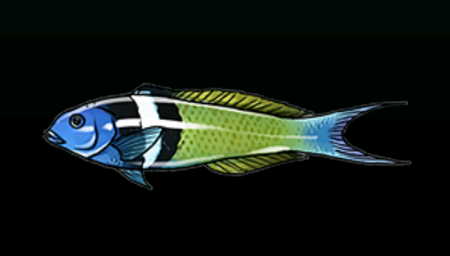File:BlueheadWrasseACP.png