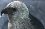 Adler.jpg