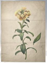 ACS DB Wallflower