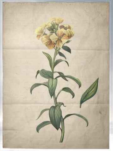 File:ACS DB Wallflower.jpg