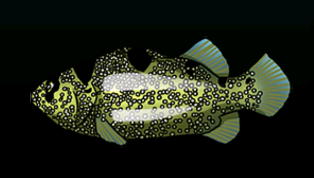 File:SoapfishACP.png