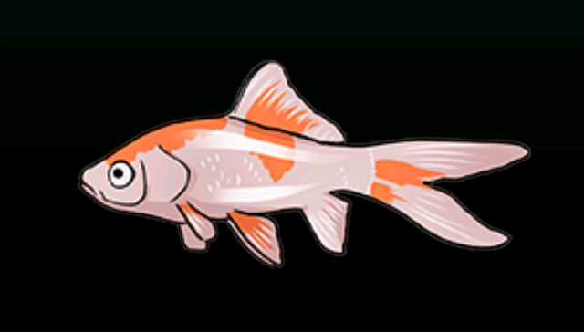 File:CometfishACP.png