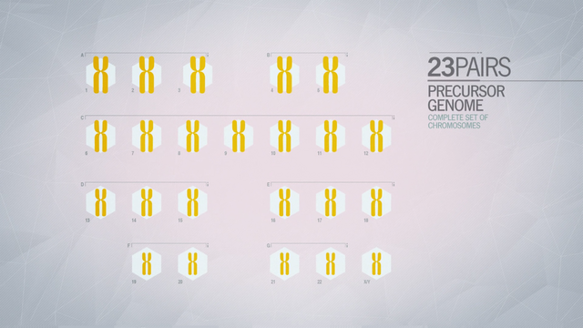 File:ACU Precursor Genome.png
