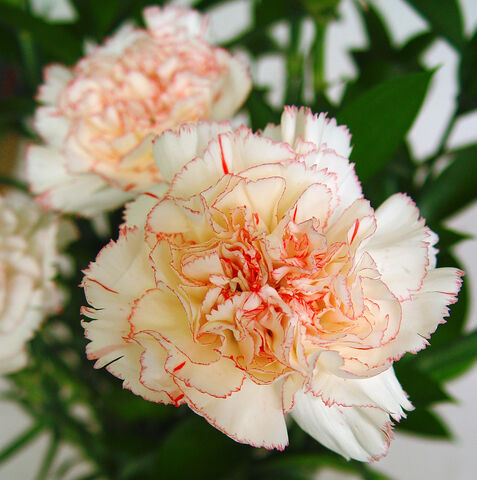 Archivo:Clavel.jpg