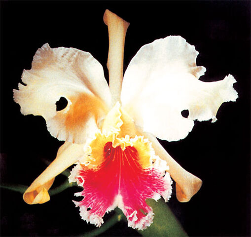 Archivo:Orquidea.jpg