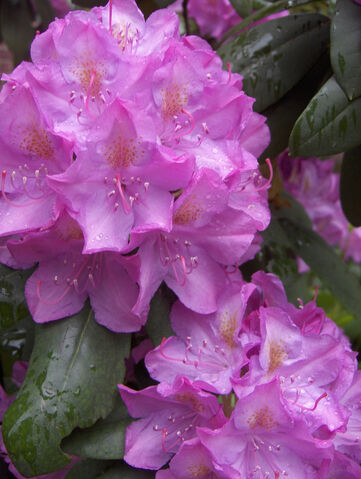 Archivo:15519el rododendro.jpg