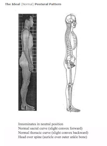 File:4 Postural Patterns.gif