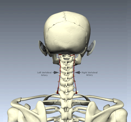 File:Vertebral Compression Animation.gif