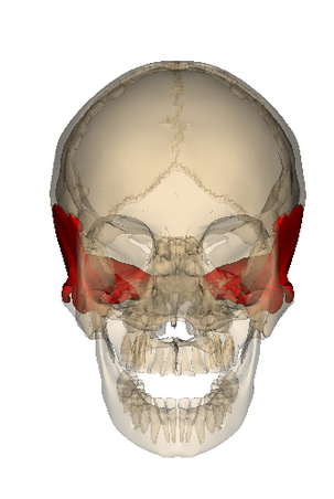 Location of Sphenoid Bone