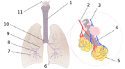 Diagrama de los pulmones.svg