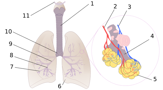 File:Diagrama de los pulmones.svg.png