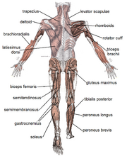 Muscles posterior