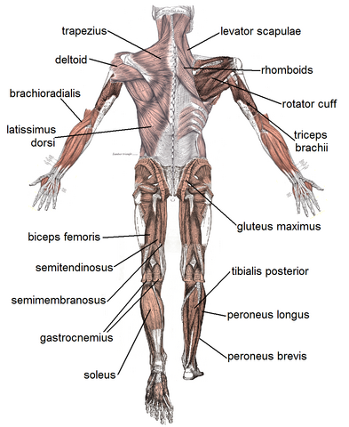 File:Muscles posterior.png