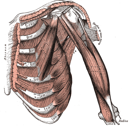 File:Gray11.png