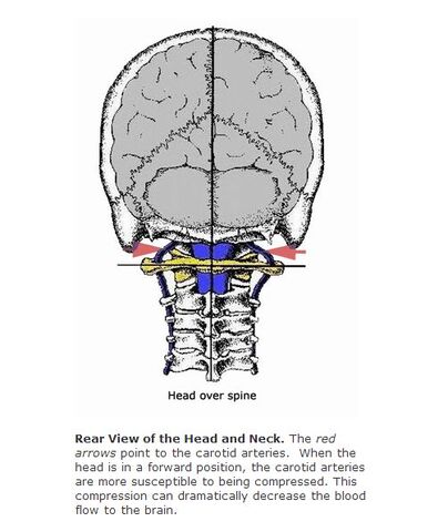 File:Head over Spine.jpg