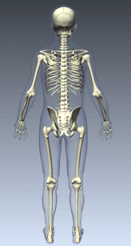 File:Posterior Vw Textbook Ascending Pattern.gif