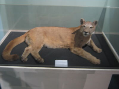 British Puma