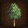 Medium-temperate-tree