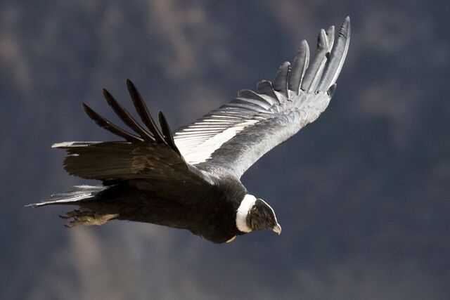 Archivo:Condor.jpg