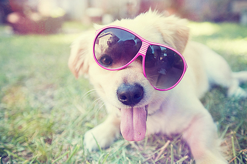 Attēlu rezultāti vaicājumam “small dog with pink glasses”