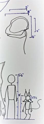 File:Avali Measurements.jpg