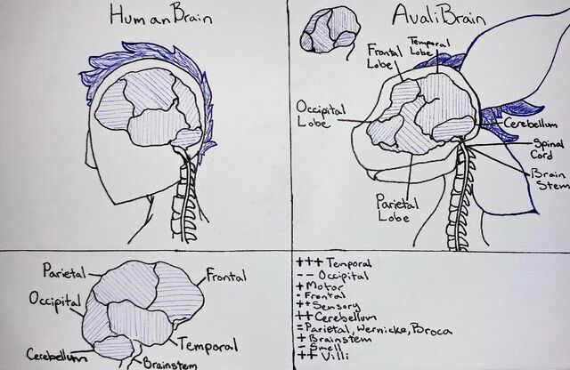 File:Avali Brain Lobes Clean.jpg