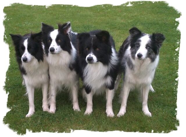 File:TheDogsClash.jpg
