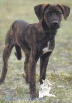 Arquivo:Chris's dog.jpg